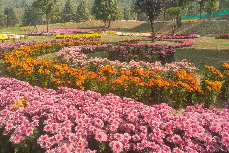 Away from ‘thorny’ politics: Omar Abdullah's new garden ‘Bagh gul-e-Daudi’ in full bloom