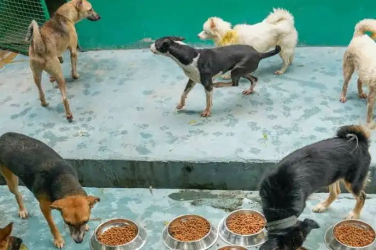 PM Modi hails increased inclusion of indigenous dogs in BSF, CRPF; highlights when one detected explosives in Maoist belt