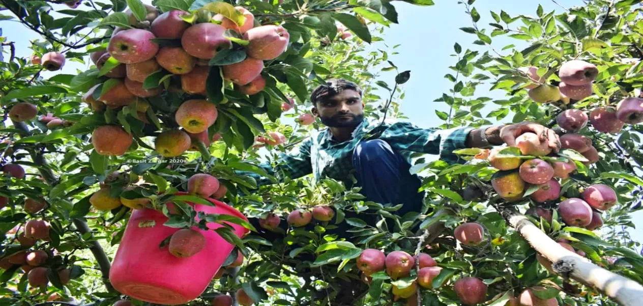 Apple Valley blooms again: Hope springs after a difficult season