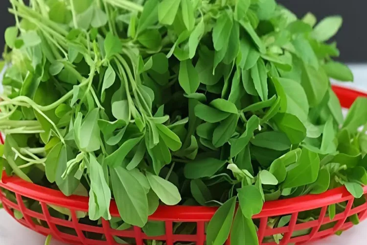 Know the amazing benefits of eating fenugreek leaves