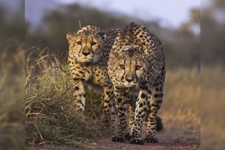 Nauradehi sanctuary in Madhya Pradesh will become the third home for cheetahs, cheetahs will be brought from Africa and released: Mohan Yadav