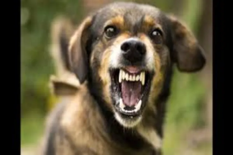 Chandigarh bans six dangerous dog breeds, a decision taken keeping public safety in mind.