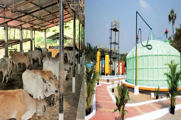 India's first 'Vrindavan Gauchar Park' will be built in Vadnagar, becoming a global model for cow-based rural development.