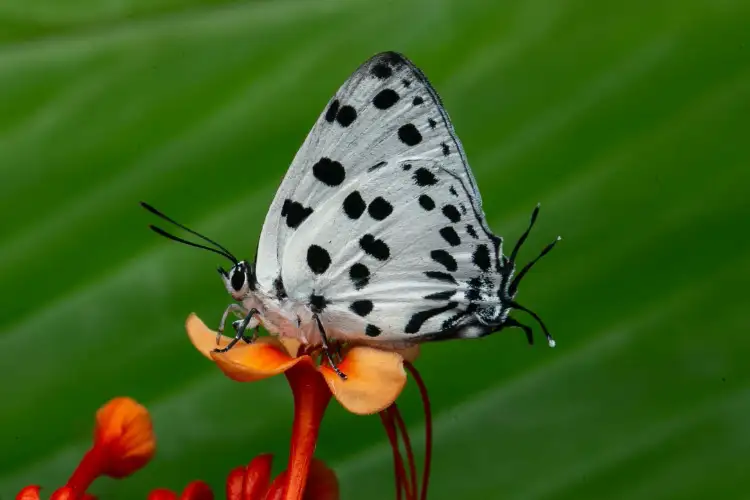 Black-spot Royal Butterfly recorded in Sikkim for first time