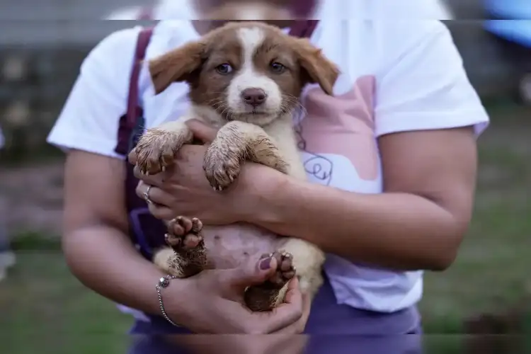 Chief Secretaries of states, UTs appear before SC in stray dogs menace case