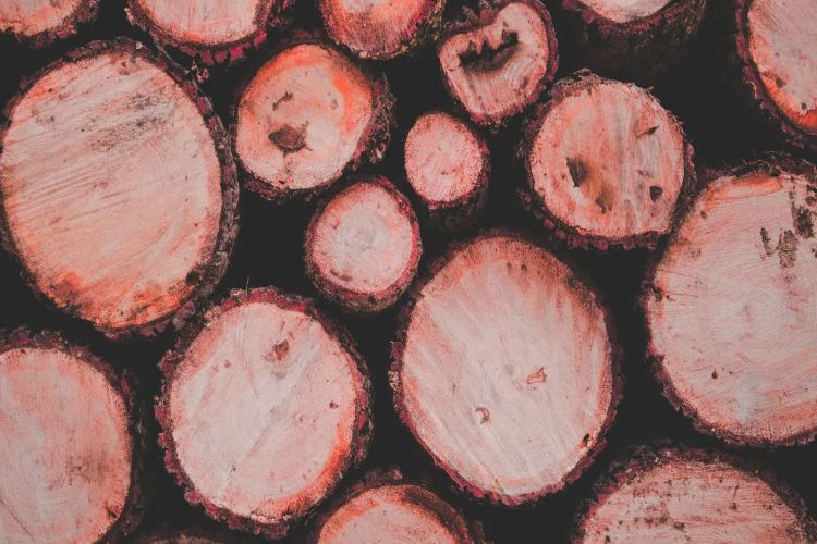 The National Biodiversity Authority has allocated three crore rupees to red sandalwood farmers in Andhra Pradesh.