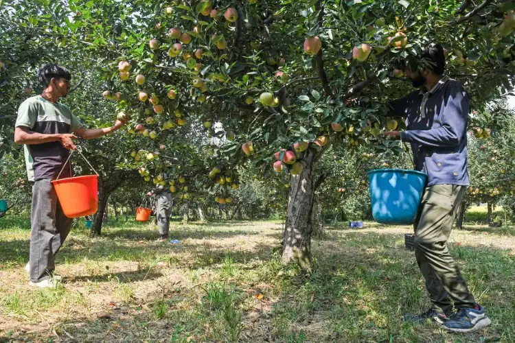 J-K: Rajouri farmers make major shift from traditional cereal crops to ultra-high-density fruit farming under horticulture revolution