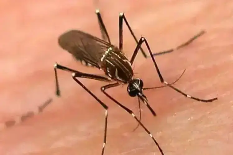 Pakistan: Toll rises to 36 as three more dengue-related deaths reported in Sindh