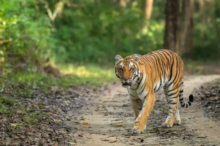 SC directs Uttarakhand govt to take steps to restore Corbett Tiger Reserve