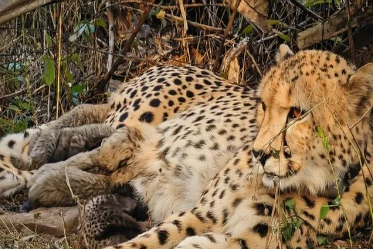 India-born cheetah Mukhi gives birth to five cubs in Kuno National Park