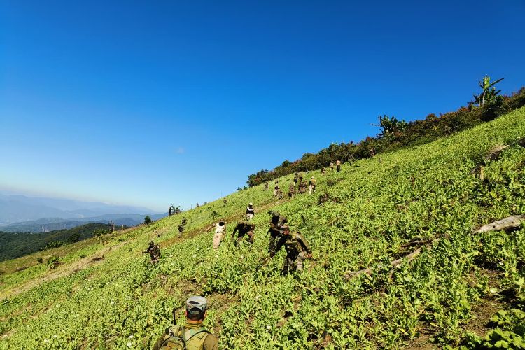 Around 18 acres of illegal opium cultivation destroyed in Manipur