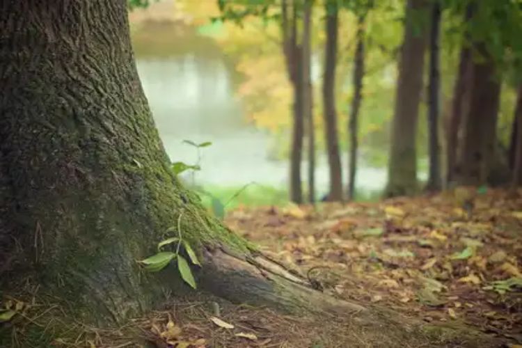 After 18 years, borer pest infests Madhya Pradesh, threatening felling of 5,000 trees