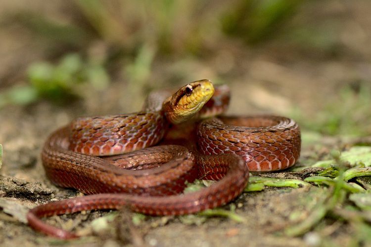 ZSI confirms presence of Yunnan keelback snake in India for the first time