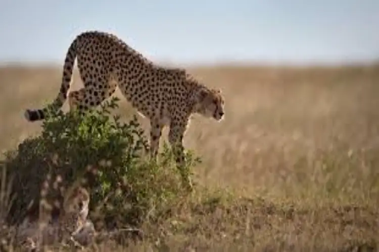 How a sperm bank for cheetahs could one day save the fastest land animal