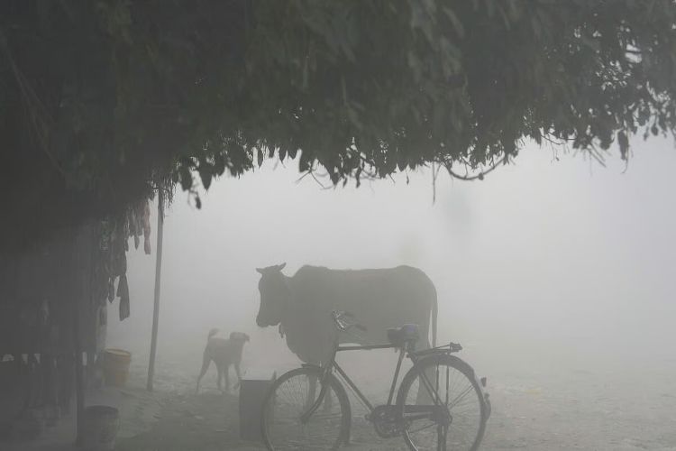 Severe cold continues in Punjab and Haryana, Faridkot records 4.4 degrees Celsius