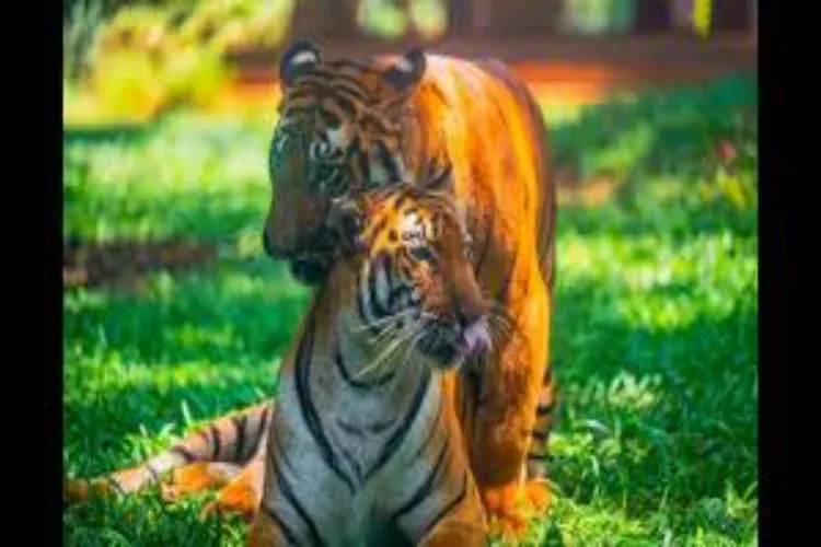 Translocation of young tigress from Tadoba-Andhari Tiger Reserve to Sahyadri Reserve, part of conservation plan