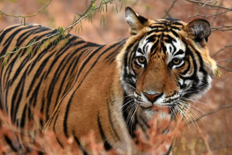 Tiger Festival begins in Jaipur