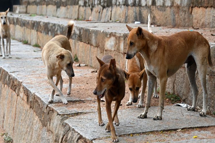 1.28 lakh stray dog ​​bite cases reported in Mumbai in 2024: Government