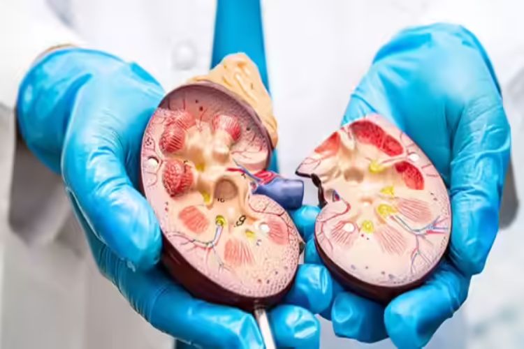 A common constipation medication may help halt kidney disease, a new study suggests.