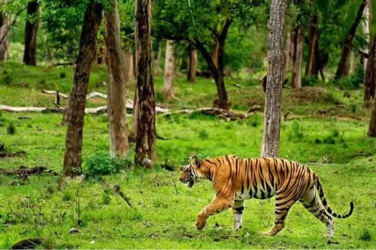 Special cell formed to resolve human-wildlife conflict situation in Uttarakhand: Government