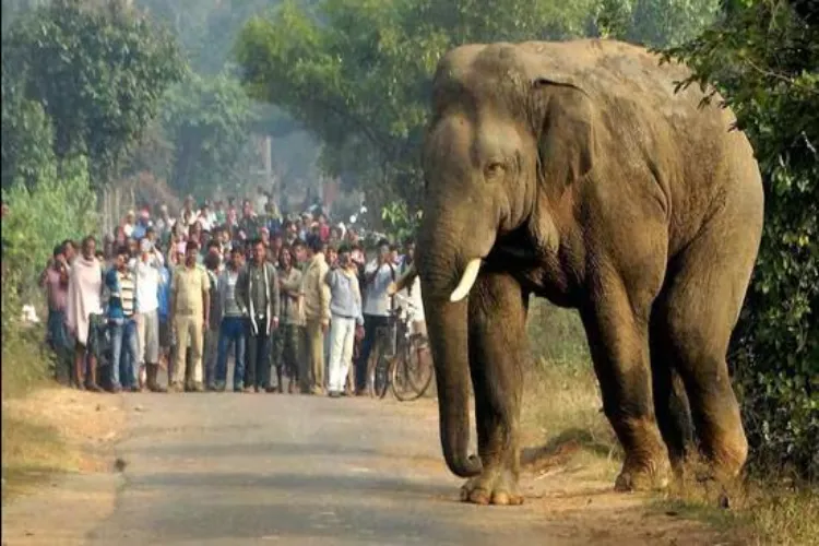 Wild elephants wreak havoc in Jharkhand, trampling five people to death, including two women.