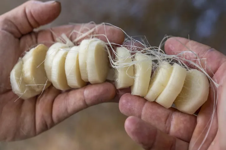 Benefits of eating banana peels: From digestion to kidney health.