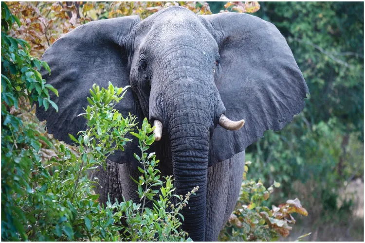 Three people arrested in Sri Lanka for burning a wild elephant alive; the incident sparks outrage across the country.