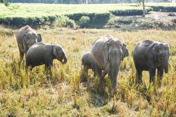 In Assam, the Sairang-New Delhi Rajdhani Express crushed seven elephants and derailed five coaches.