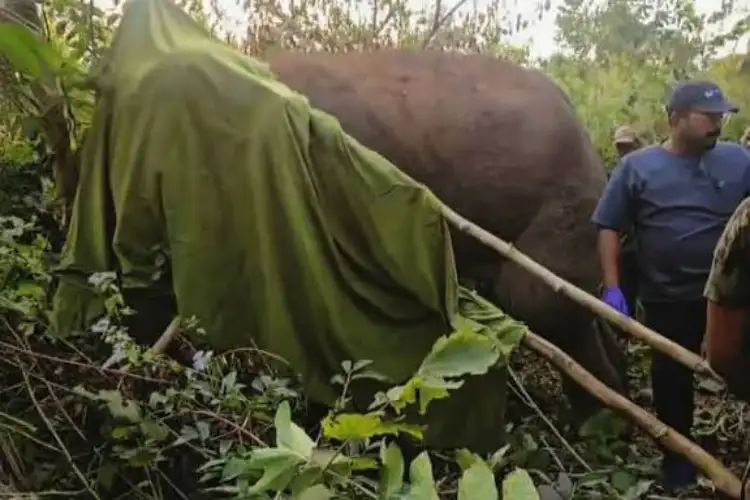 Odisha: Veterinary team treats injured elephant in Bhubaneswar's Chandaka Reserve Forest