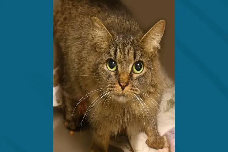 A cat separated from its owners during a storm returned home after 443 days, thanks to a microchip.