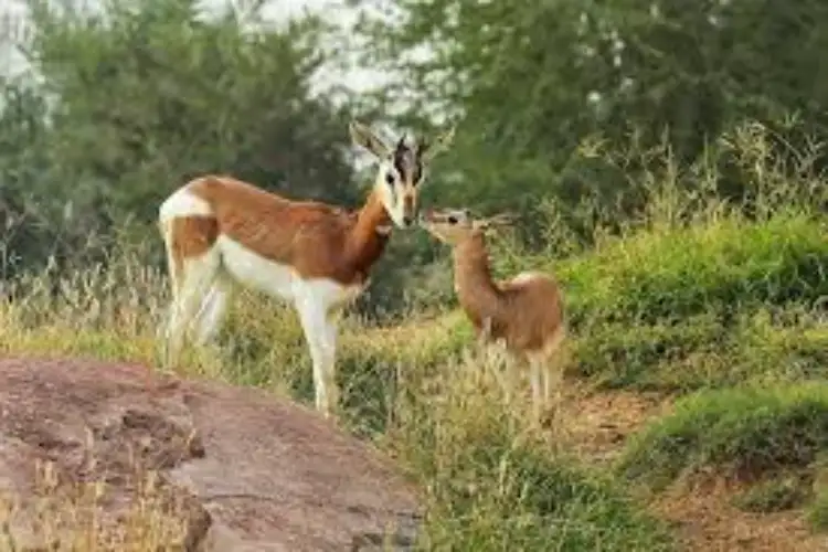 Al Ain Zoo records 390 animal births in 2025