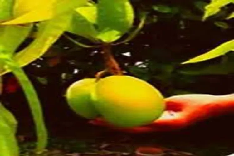 Why do mangoes drop before they ripen? Scientific research has revealed the secrets behind premature fruit drop.