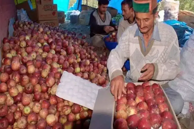 Himachal apple growers protest Indo-New Zealand trade deal, seek 100% import duty on foreign apples