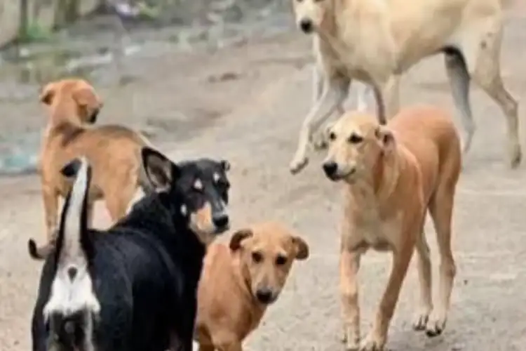 Teachers to be appointed nodal officers in stray dog-related matter; associations raise concerns
