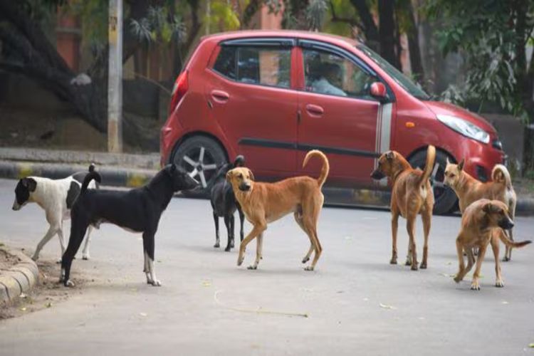 School teachers have no role in matters related to stray dogs: Delhi Education Minister