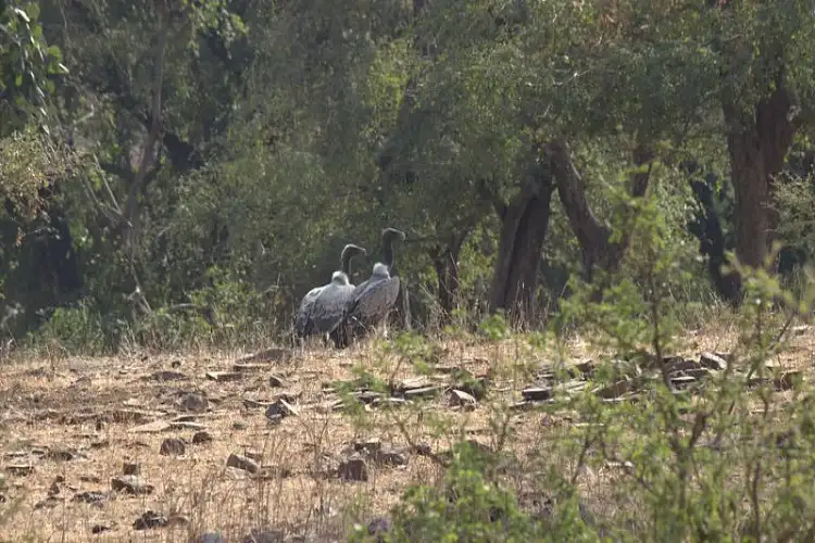 Gaushalas shun toxic veterinary drugs, help revive critically endangered vultures: BNHS