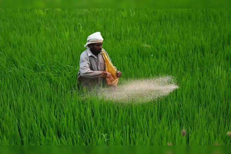Wheat sowing almost complete, crop condition better: Commissioner