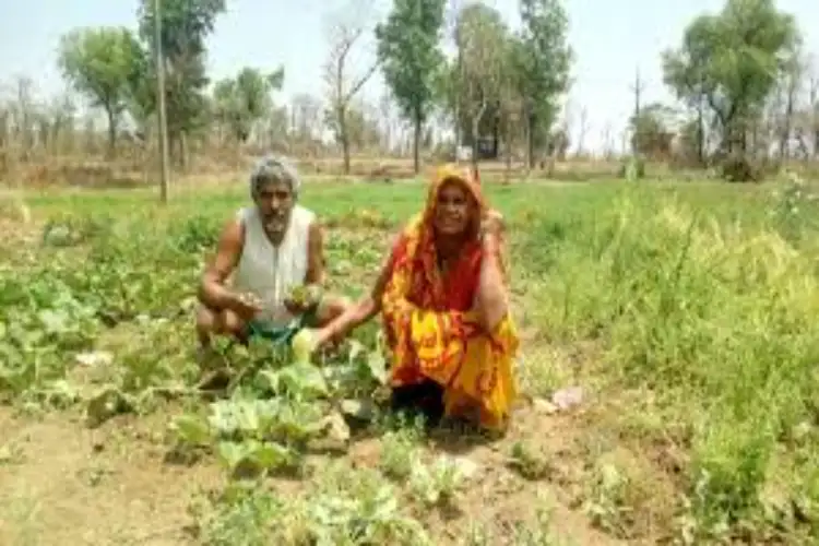 Progressive Farmer's success story: Vegetable cultivation brings hope to Kumbi farmer after years of crisis