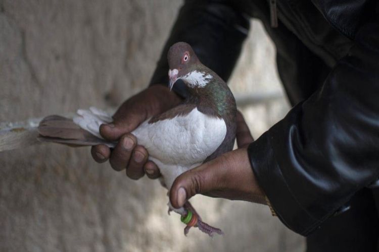 A suspicious pigeon was caught near the Pakistan border in Jammu.