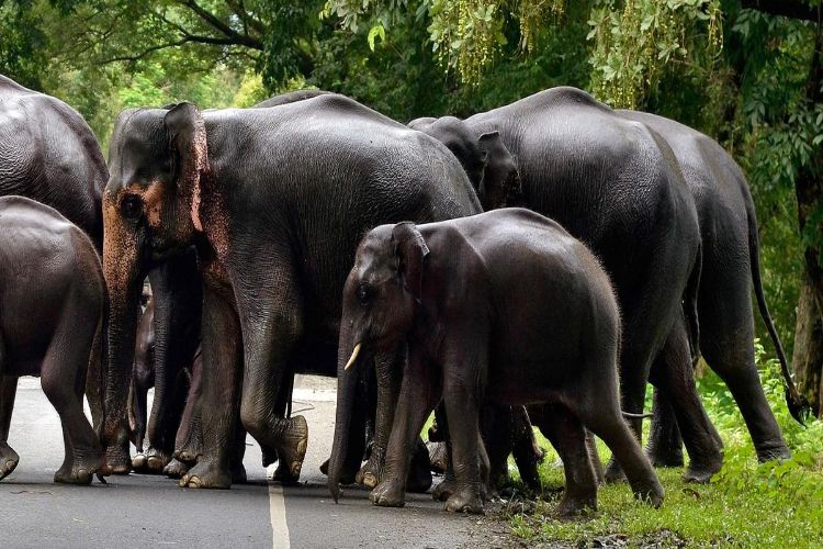 Jharkhand working on 10-year plan to reduce human-animal conflict: Official