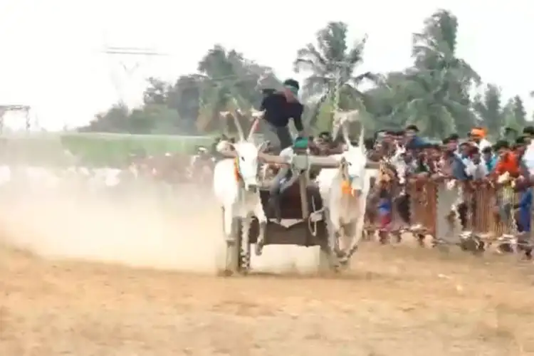 Chikkaballapur hosts Inter-State bullock cart race as part of Sankranti celebrations in Karnataka