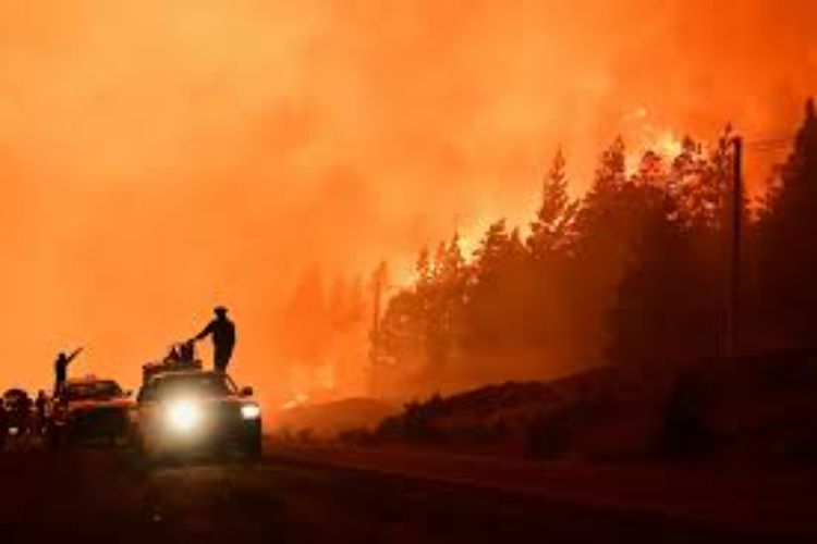 Forest fires in Argentina engulf 12,000 hectares