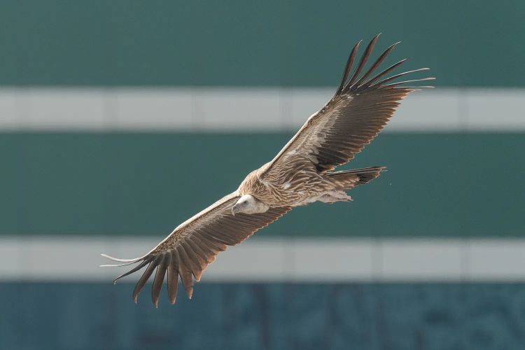 Rare Himalayan vulture rescued in Singapore, being cared for before release