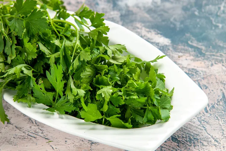 Is eating coriander leaves good for your health? Learn about its health benefits.