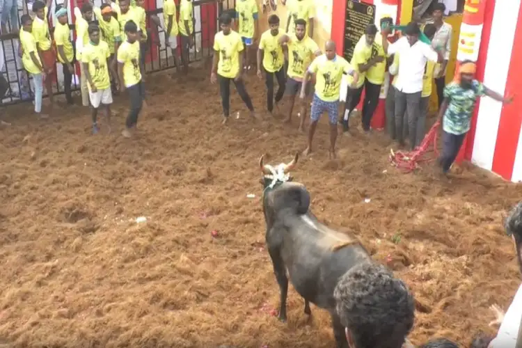 Tamil Nadu: Trichy holds the year's first Jallikattu with 750 bulls, 500 tamers
