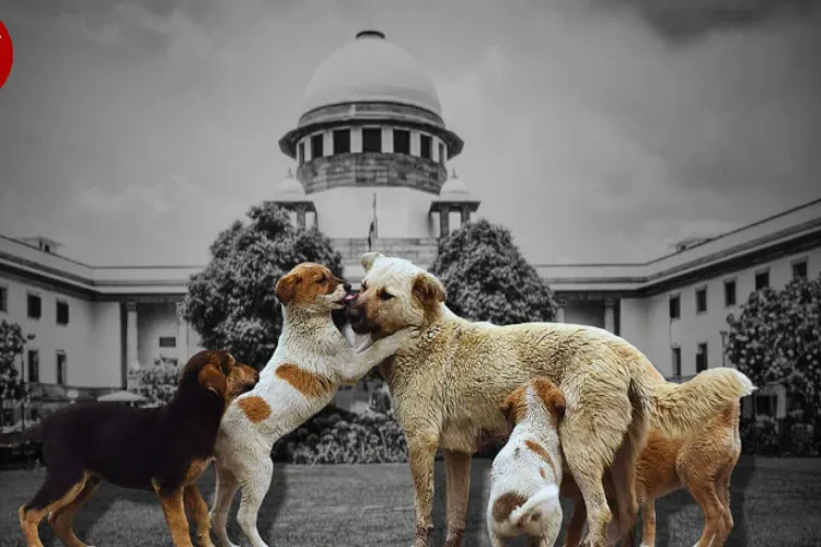 Supreme Court's order on stray dogs is balanced: Law Commission
