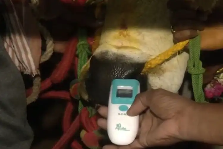 High-level medical team in place for safe Jallikattu in Madurai: District Collector