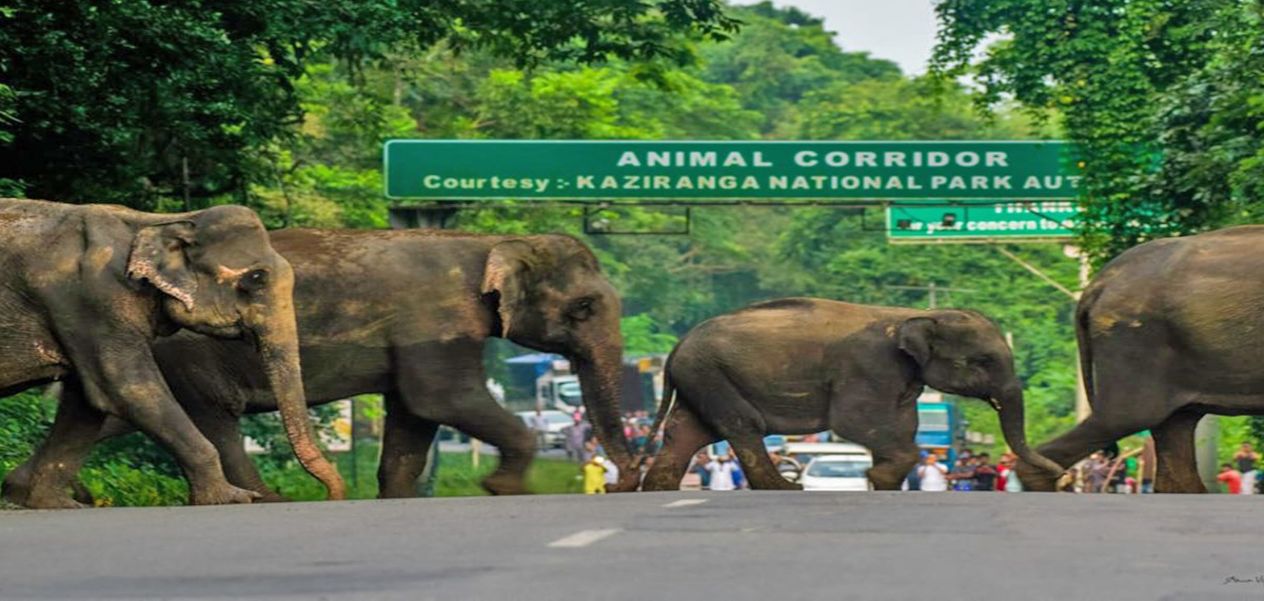Elevated Animal Corridor in Kaziranga: A New Chapter in Wildlife Protection and Conservation in India