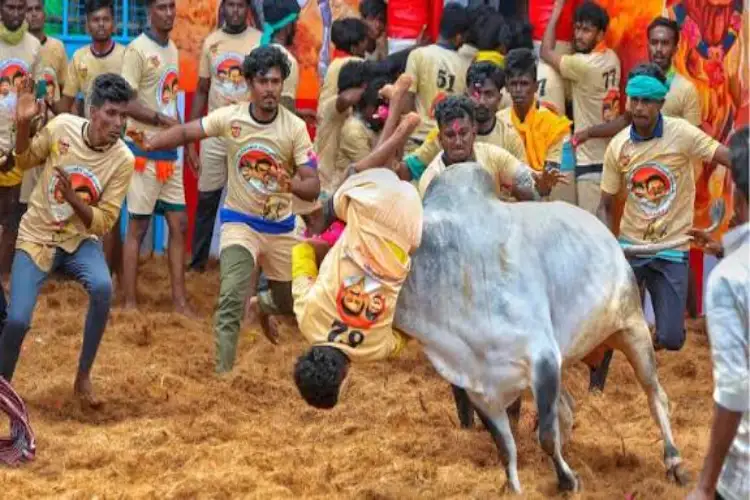 Grand Jallikattu event held in Pudukkottai's Vadamalapuram as part of Pongal celebrations