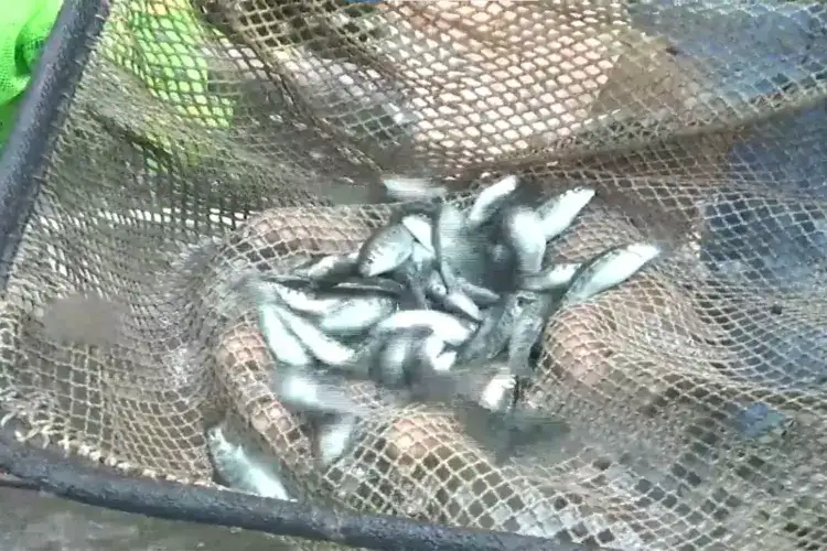 JK: Unemployed youth starts Trout fish farming in the cold water areas of Rajouri under PMMSY